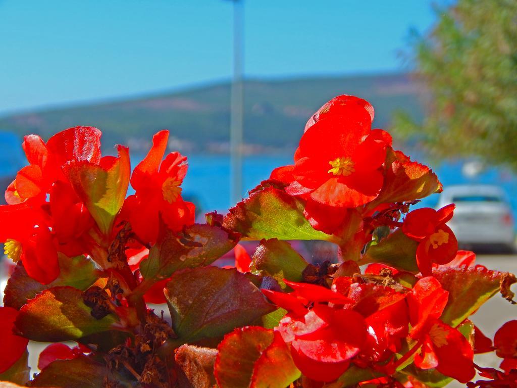Apartmani Sindik Tivat Buitenkant foto